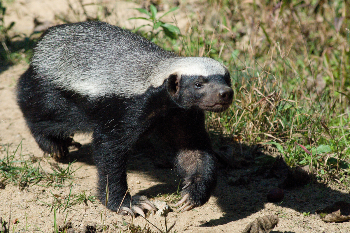 honeybadger