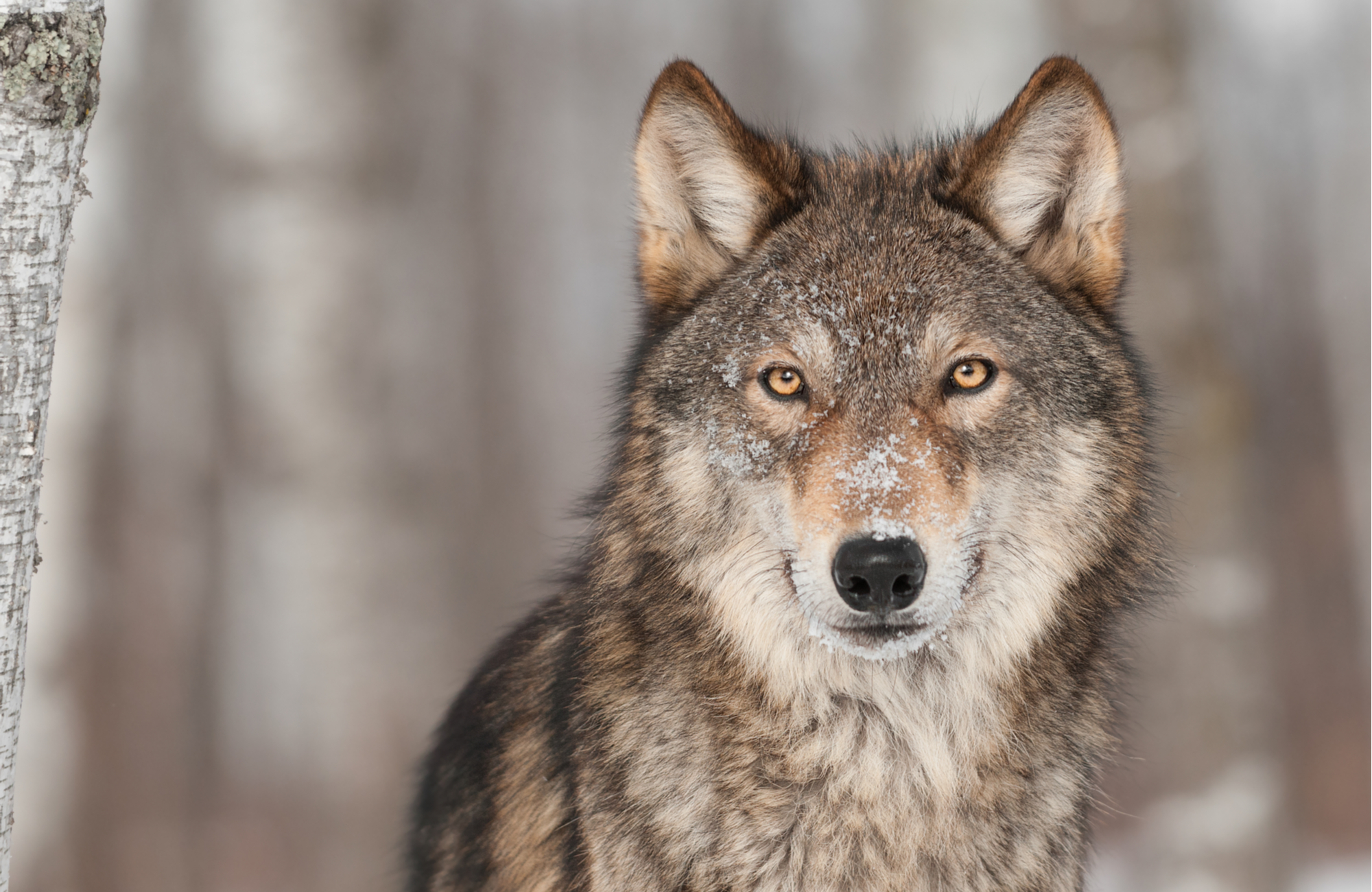 How the Coase Theorem Solves the Problem of Wolves | The Daily Economy