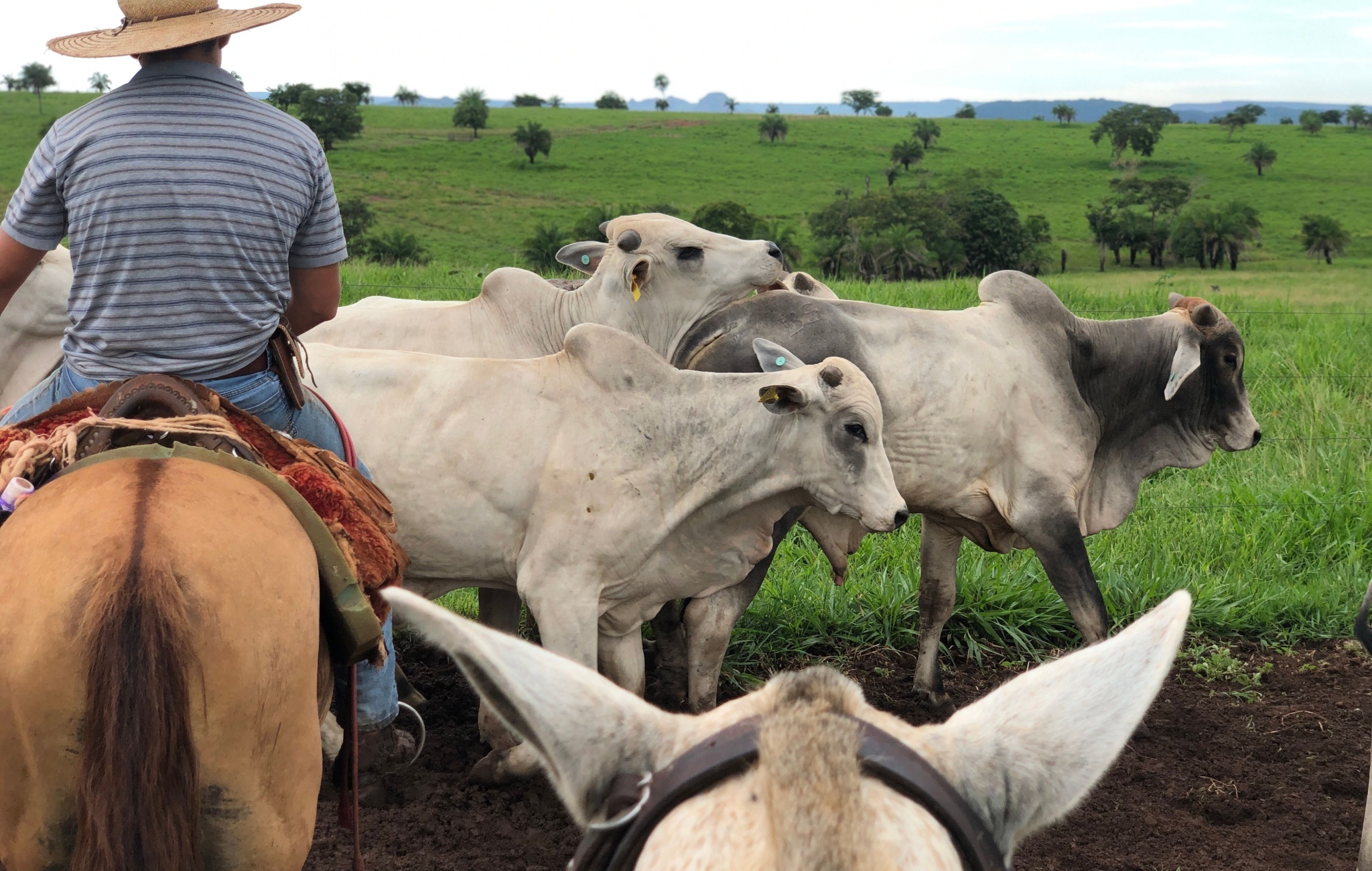 Cowboy Diplomacy: Ranchers Reject Tariff Rhetoric Cowboy Diplomacy: Ranchers Reject Tariff Rhetoric