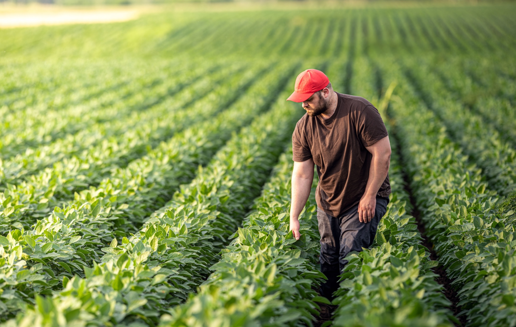 Sow a Trade War, Harvest a Farm Crisis