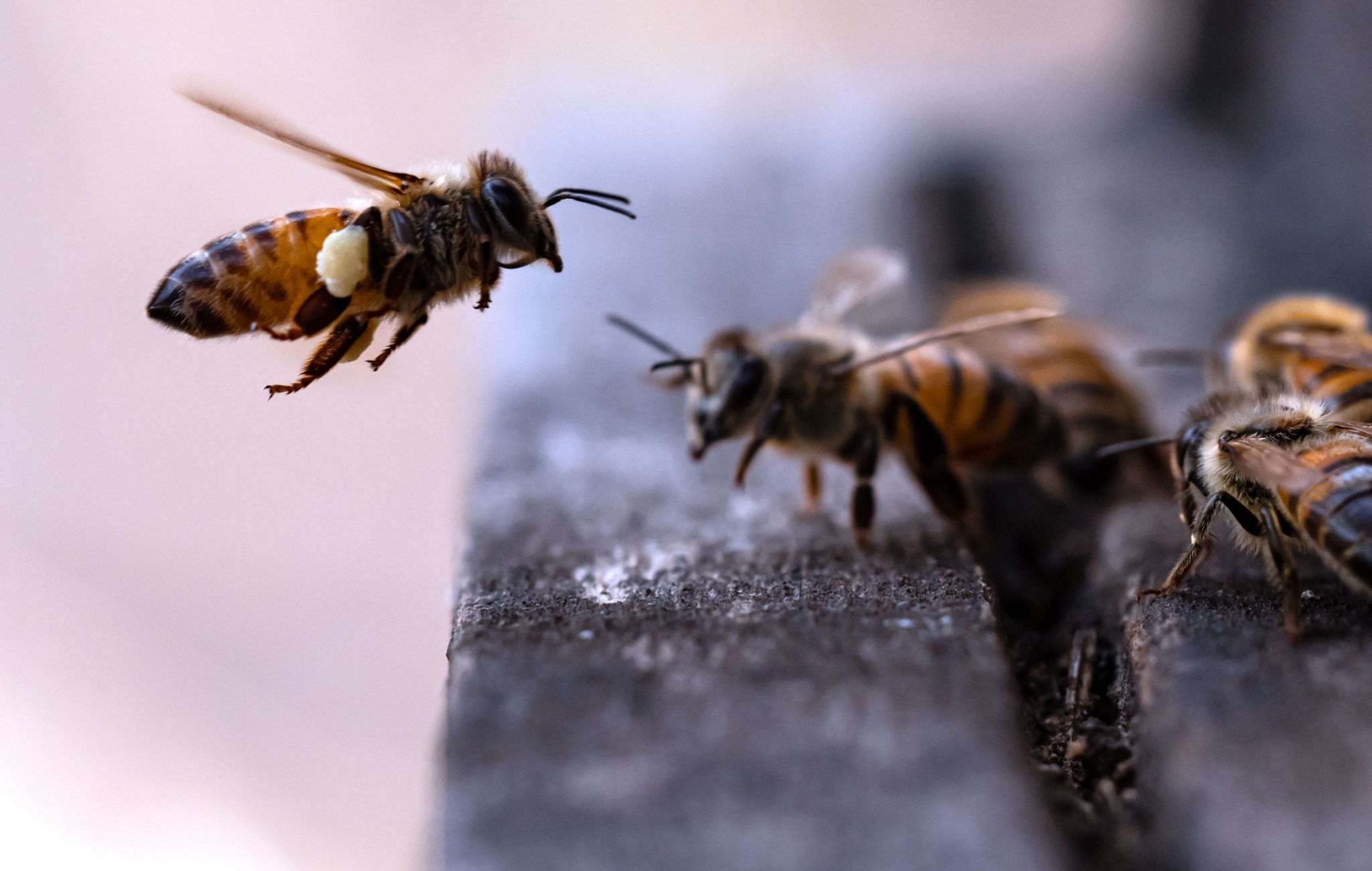 Bees Expose Flaw in Socialism, Whether Autocratic or Democratic