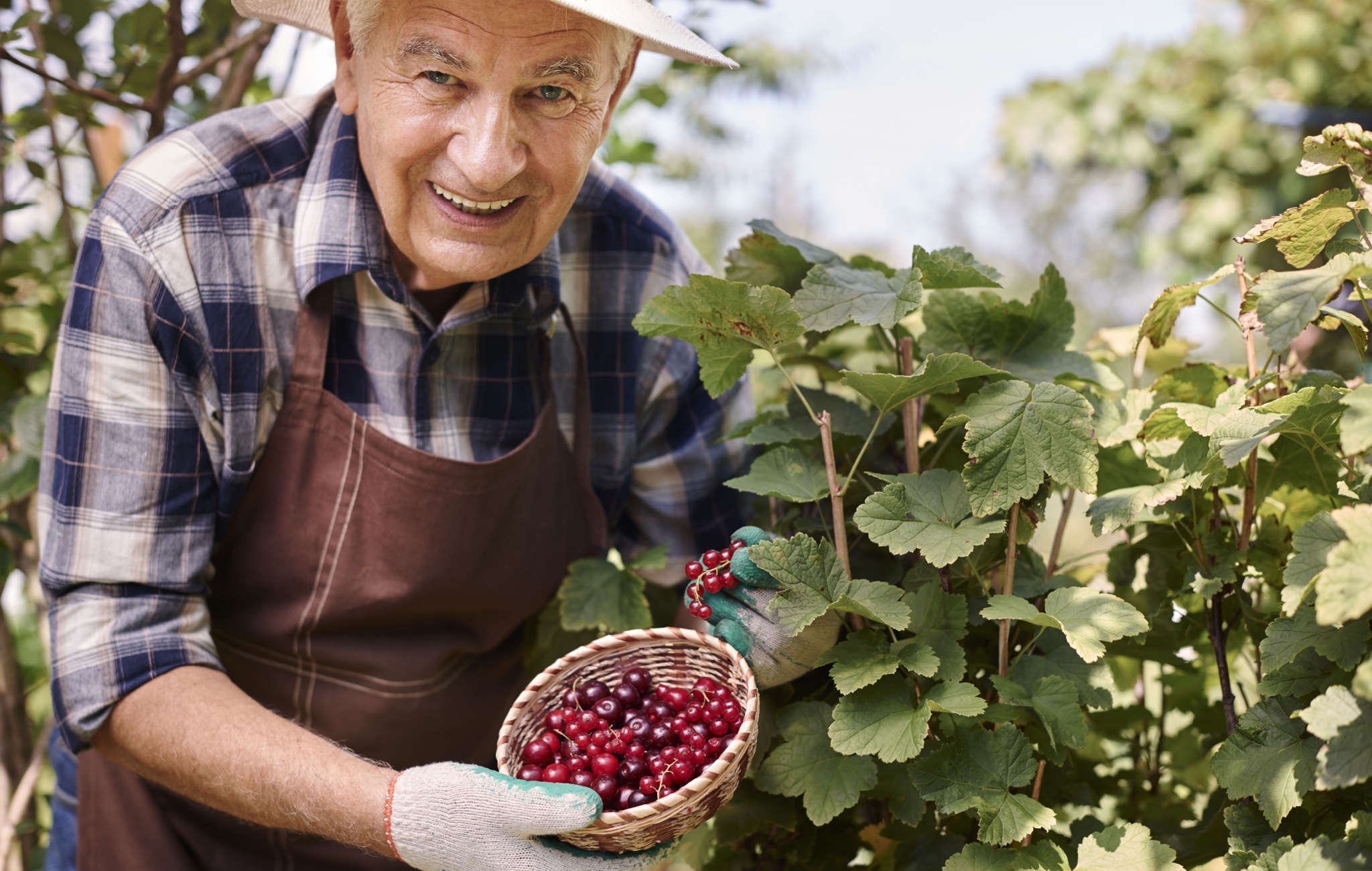 Greece’s 19th Century Currant Crisis: A Warning Against ‘Temporary’ Government Support