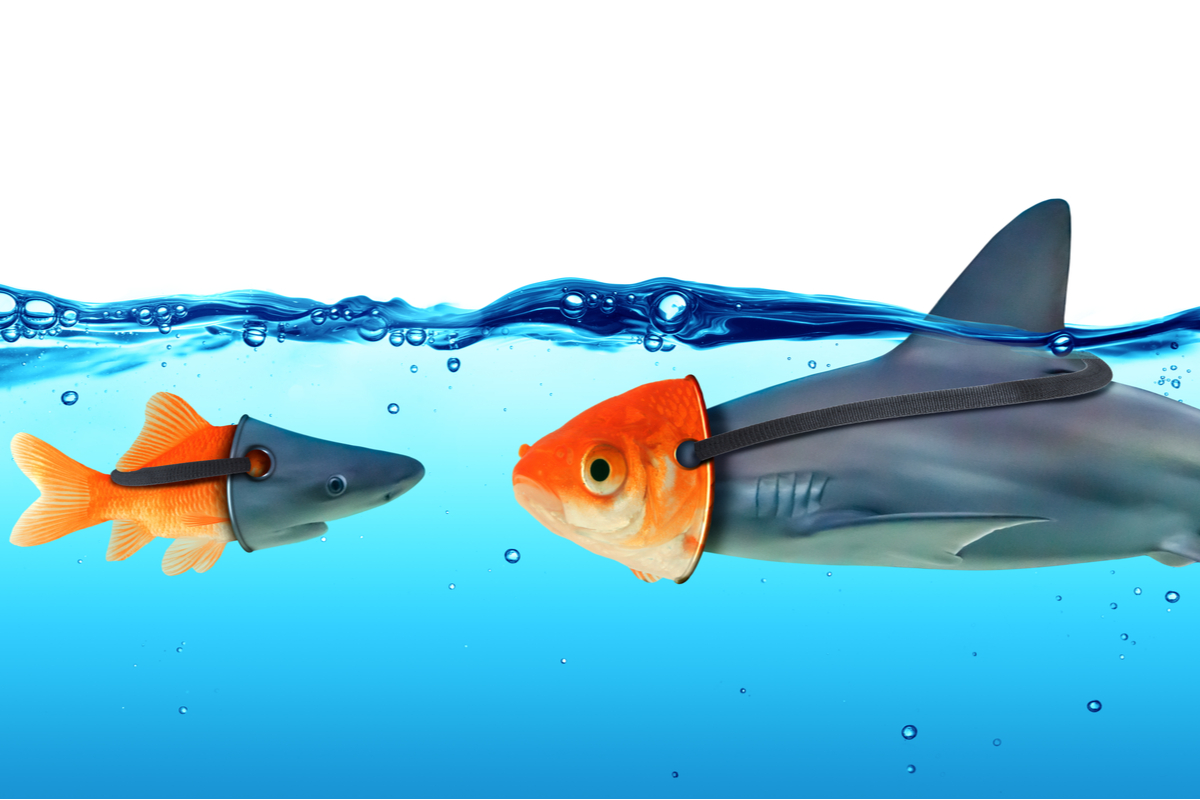 fishindisguise
