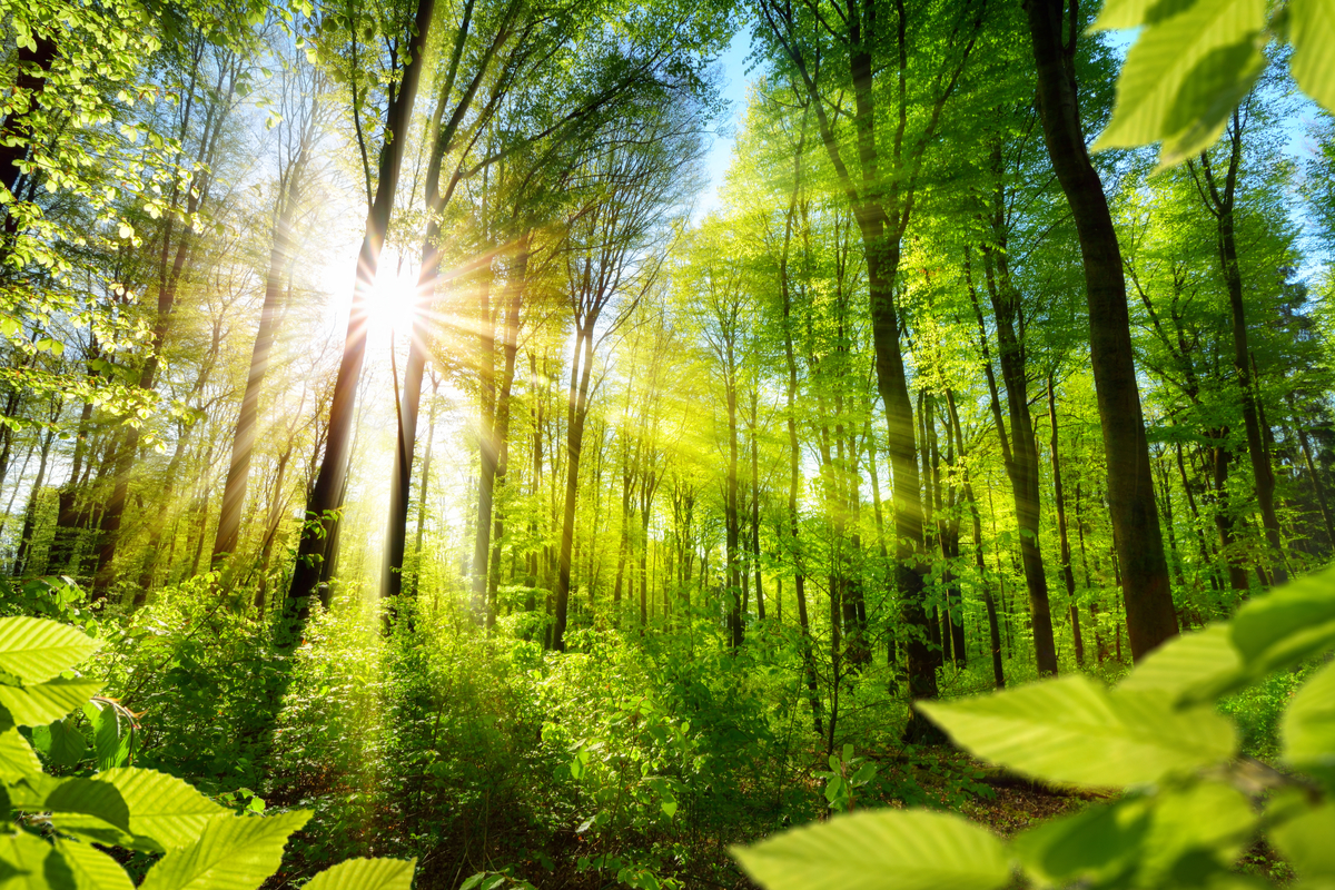 forests