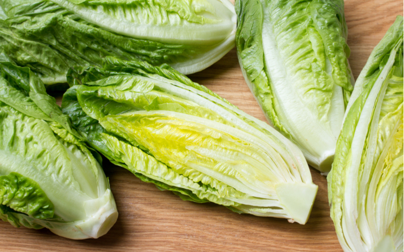 romainelettuce