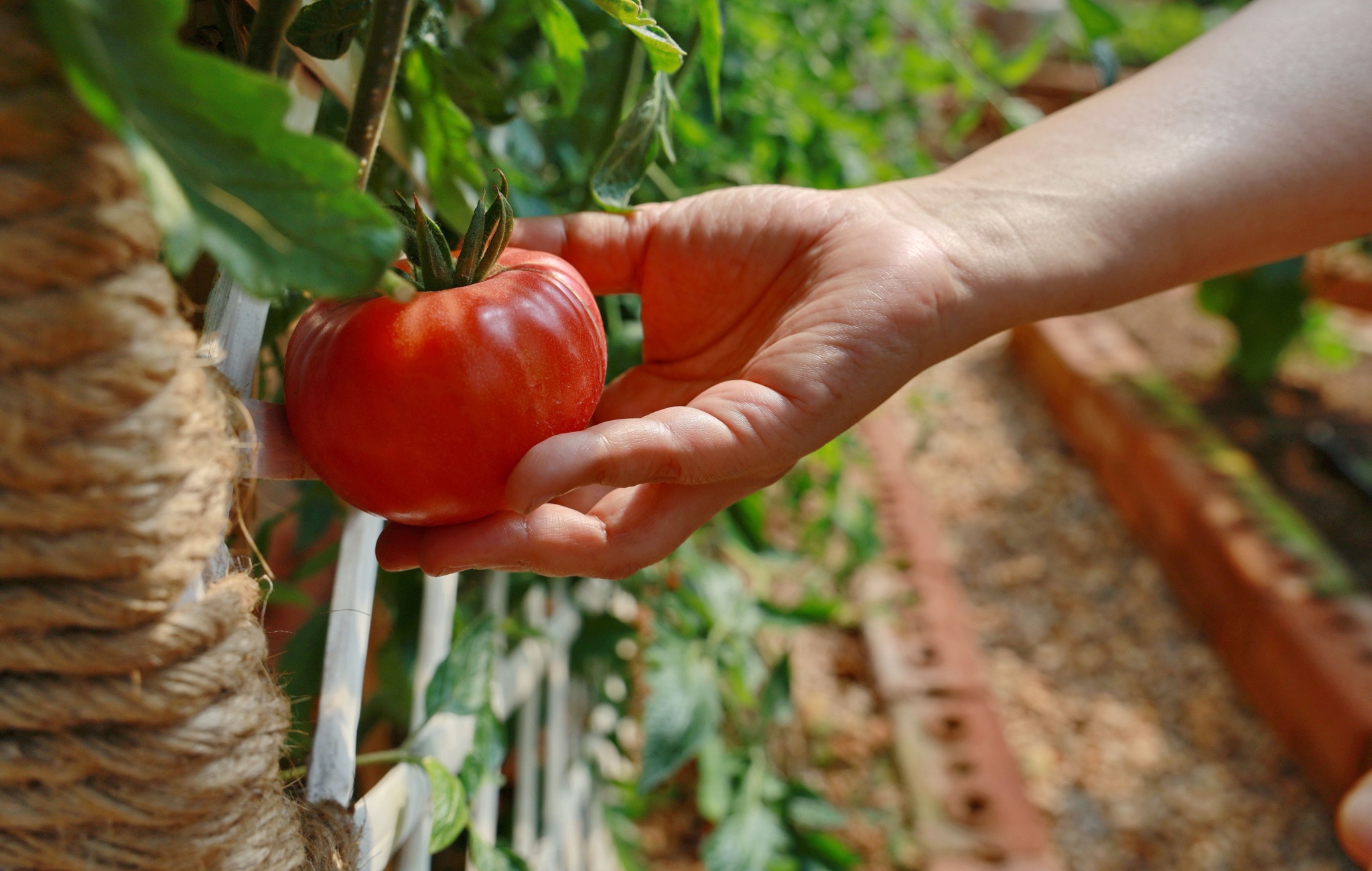 My $100 Tomato: Is Self-Sufficiency Overrated?